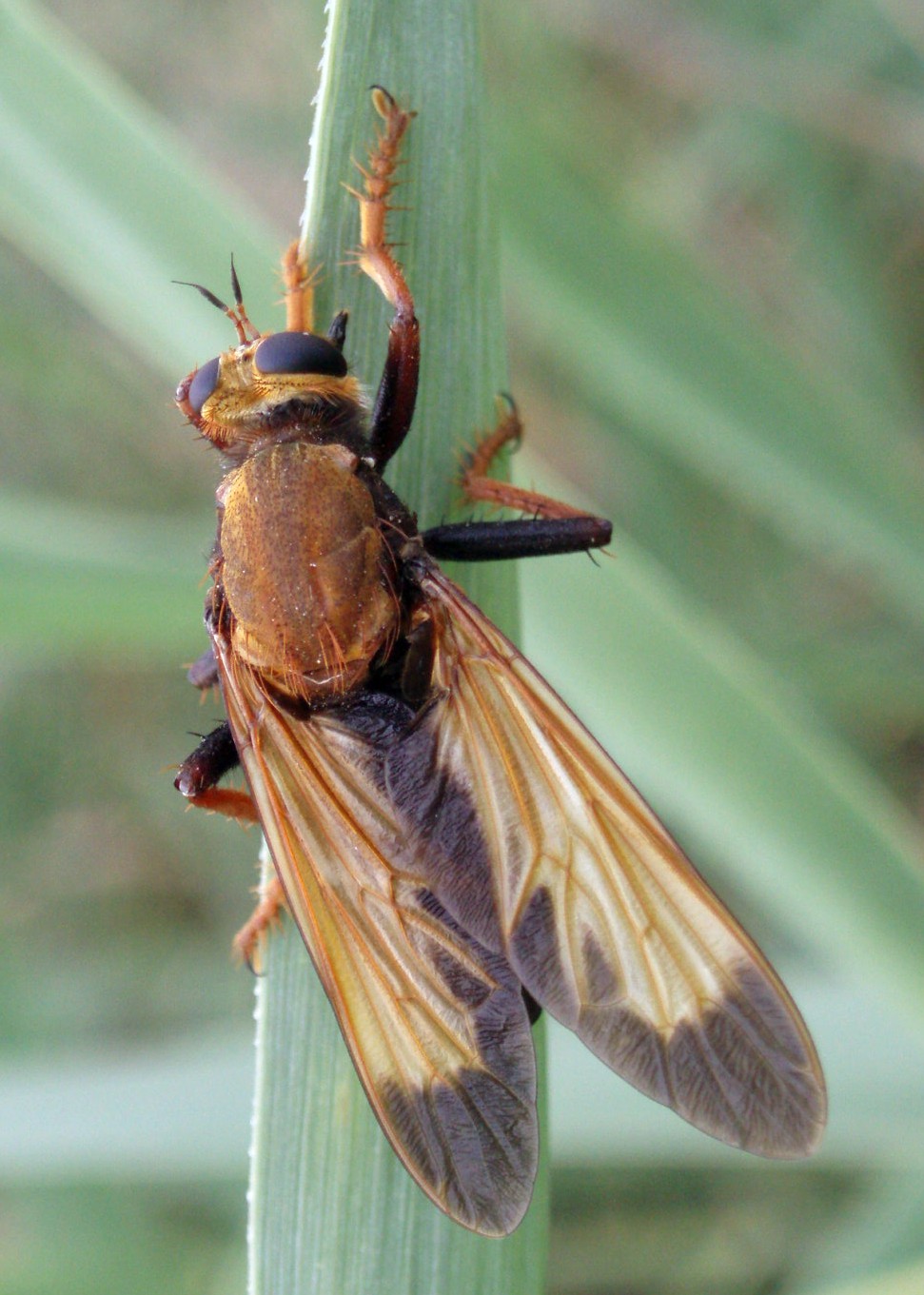 Spagna: La regione  de Monegros, paradiso entomologico